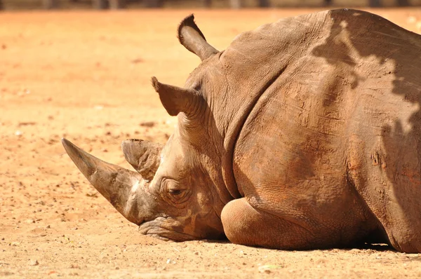 Rhinocéros . — Photo