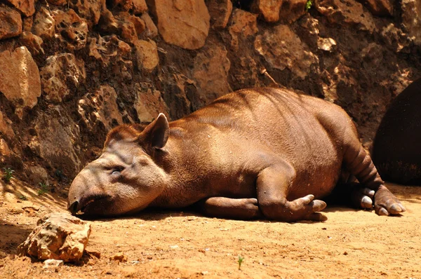 Tapiry. — Zdjęcie stockowe