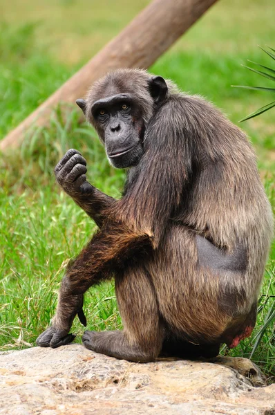 Chimpanzé. — Fotografia de Stock