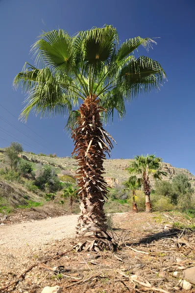 Izraelské palm. — Stock fotografie