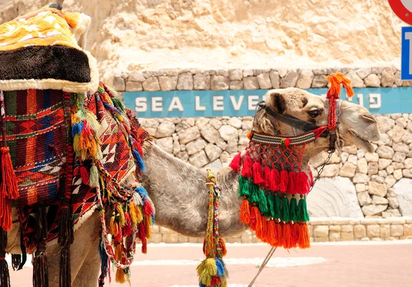 Bedouin camel. — Stock Photo, Image