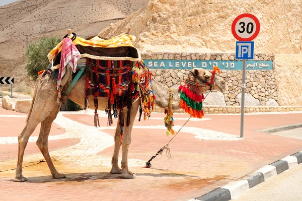 Wielbłądzie Beduin. — Zdjęcie stockowe