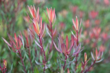 leucadendron salignum KIRSTENBOSCH Botanik Bahçesi