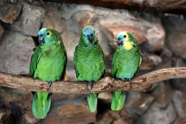 Three Blue-Fronted Amazon (Amazona aestiva) — Stock Photo, Image