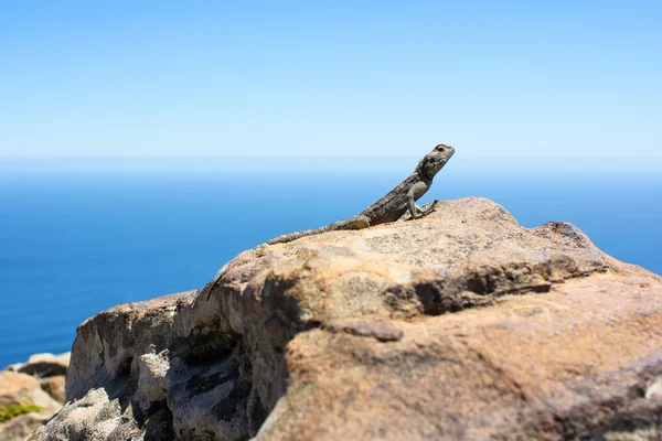 Gecko の岩の上 — ストック写真