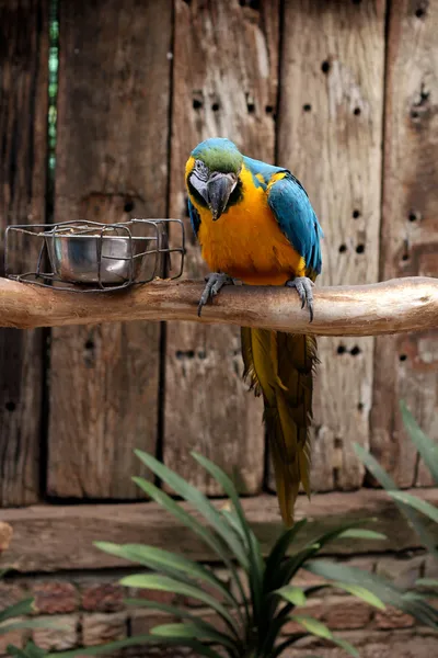 Yellow, Blue and Green Parrot — Stock Photo, Image
