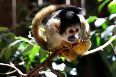 Ortak Marmoset (Callithrix jacchus jacchus)