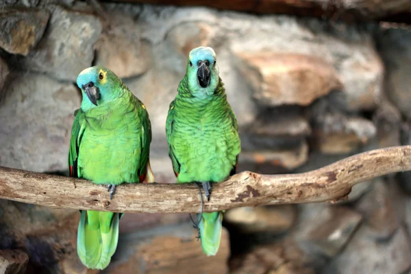 Two Blue-Fronted Amazon (Amazona aestiva) — Stock Photo, Image