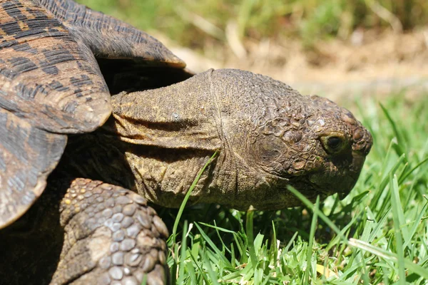 Turtle eating grass — Stock Photo, Image