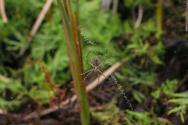 Spindel på en spindelväv — Stockfoto
