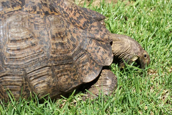 Turtle eating grass — Stock Photo, Image