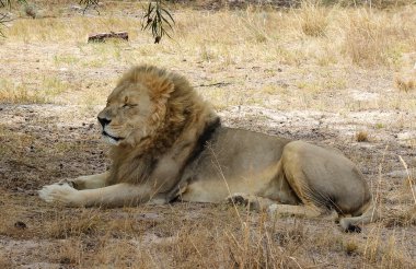 bir ağacın altında yatan aslan