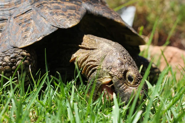 Turtle eating grass — Stock Photo, Image