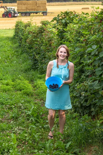 Junge Frau in blauem Kleid pflückt Brombeeren — Stockfoto