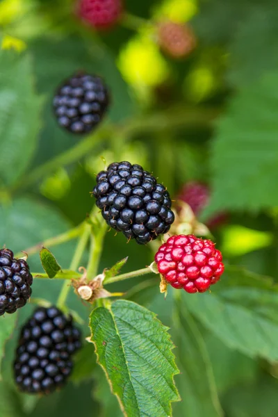 Fresh blackberries on a bush — Stock Photo, Image