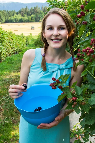 Jonge vrouw in blauwe jurk bramen plukken Stockfoto