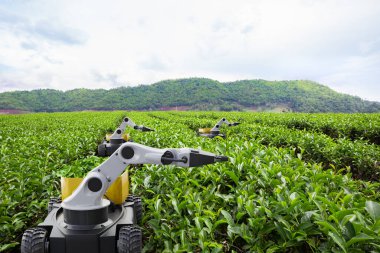 Yeşil çay tarlasında çay yaprağı hasat eden otonom robot, akıllı tarım konseptine sahip gelecekteki 5G teknolojisi.