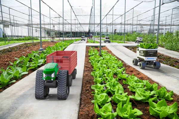 Автономный Малоприводный Трактор Работающий Овощной Ферме Технология Будущего Умной Концепцией — стоковое фото