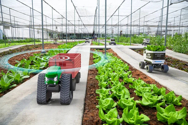 Tractor Pequeño Autónomo Sin Conductor Que Trabaja Granja Verduras Tecnología —  Fotos de Stock