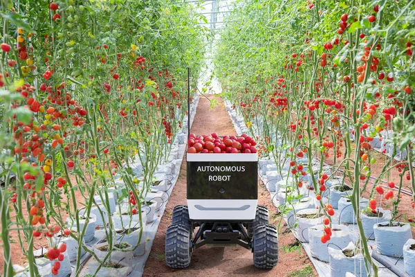 Autónomo Mini Robot Camión Para Cosecha Tomates Jardín Agrícola Tecnología —  Fotos de Stock