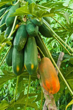 Papaya 'nın yıllık yaprak solosu kalitesi var.