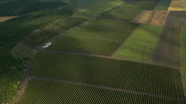 Vinice, sugestivní letecké 4K video nad vinicemi v úžasné krajině, 