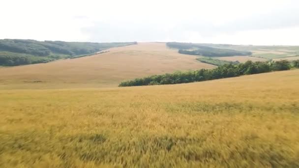黄色い小麦の収穫物で農地上空を飛行し. — ストック動画