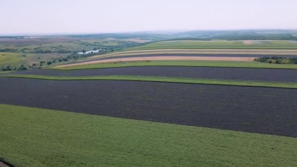 Pole lawendy z kwitnącymi kwiatami 4K widok z powietrza dron fioletowy pole lato słońce — Wideo stockowe