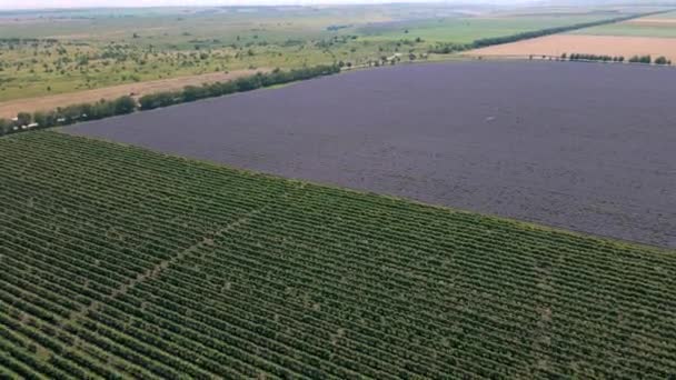 4K 공중에서 라벤더 꽃밭을 볼 수있다. 라벤더 줄이 달린 밭. — 비디오
