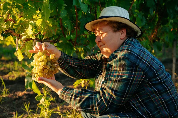 Analisi della coltura della vite, la donna contadina con il cappello controlla la qualità delle uve — Foto Stock