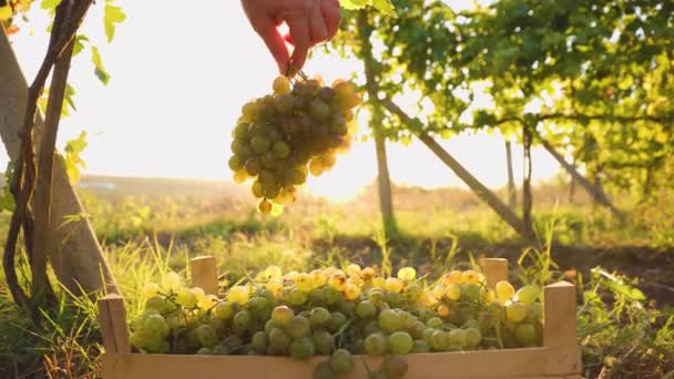 Pendant la récolte, fermer la main d'un agriculteur cueillant un raisin blanc dans la boîte. — Video