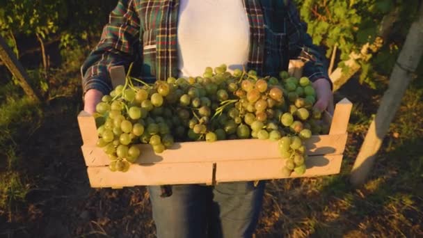 Üzüm bağındaki kadın çiftçi, sonbaharda şarap hasat mevsiminde üzüm topluyor. — Stok video
