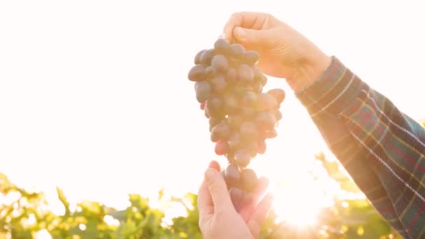 Close-up slow motion van boer presenteren rijpe druiven in wijngaard. — Stockvideo