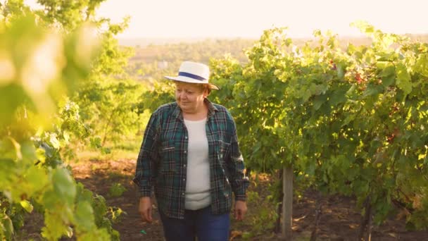 農家の女性はブドウ畑を分析し, — ストック動画