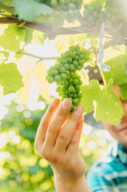 Üzümlere dokunan erkek şarap üreticisinin ellerini kapatın.