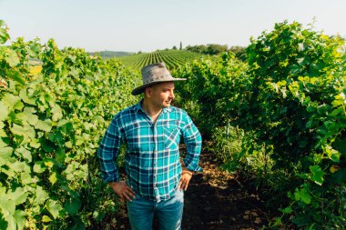 Üzüm bağında mahzenlenmiş erkek çiftçinin üst görüntüsü.