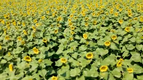 vue aérienne tournesols à fleurs tournesol 4k field plant.