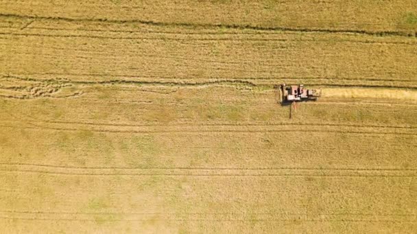 古いコンバイン・ハーベスターの空中ビューは小麦を収穫するために進みます — ストック動画