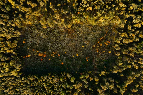Top down view of autumn forest, fall woodland aerial shot. — Stock Photo, Image