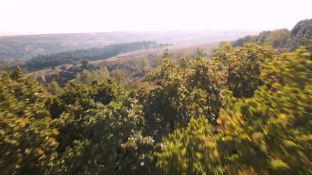 Красочные осенние леса, полет дронов над красивыми осенними лесами. — стоковое видео
