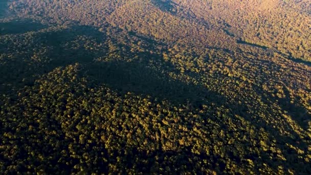 Vista de cima para baixo da floresta de outono, queda floresta aérea tiro. — Vídeo de Stock