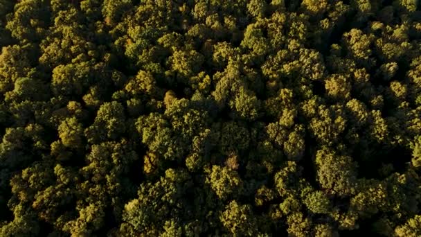 Вид зверху вниз осіннього лісу, падіння лісового повітряного пострілу . — стокове відео