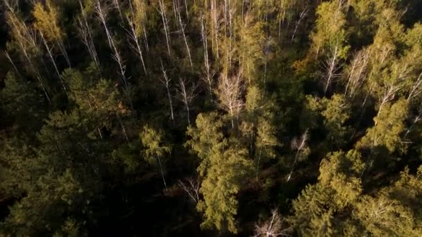 Début de l'automne en forêt vue aérienne. Forêt mixte, conifères verts, — Video