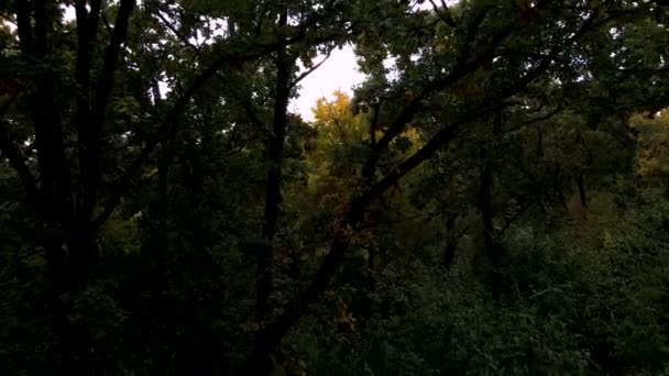 Os drones voam através das folhas e ramos das árvores — Vídeo de Stock