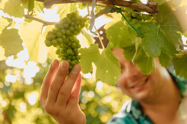 Close up of hands of male farmer winemaker touching vine grapes — Stock Photo, Image