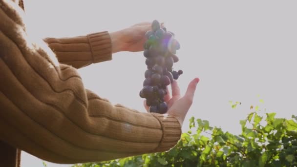 Gros plan de mains de femme tenant grappe de raisin rouge. — Video