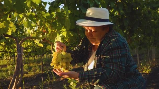Analys av vinodling, kvinnlig jordbrukare med hatt kontrollerar kvaliteten på druvorna. — Stockvideo