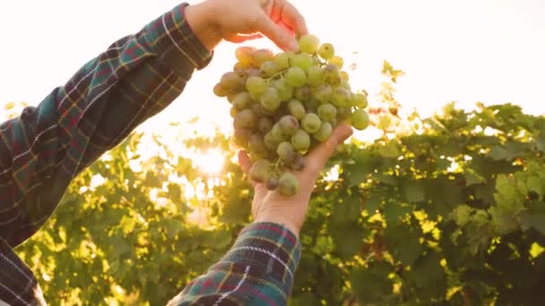 Primer plano cámara lenta del agricultor que presenta uvas maduras en el viñedo. — Vídeos de Stock