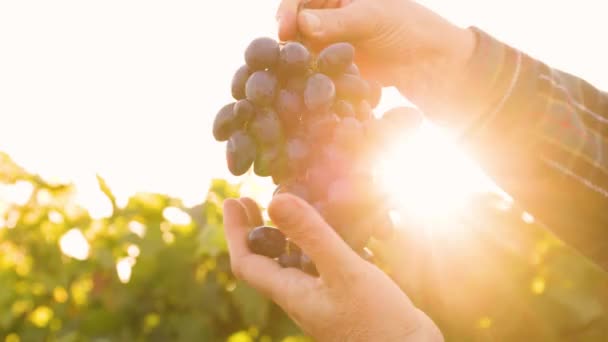 Close-up zicht op rode druiven in zonlicht bij zonsondergang — Stockvideo