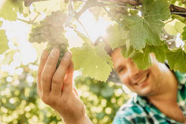 Primo piano di mani di viticoltore maschio che tocca l'uva di vite — Foto Stock